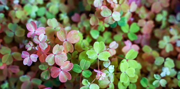 Drei Shamrock Blätter Einem Kleeblatt — Stockfoto