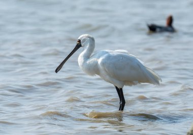 Shenzhen, Çin 'deki Waterland' da Siyah Yüzlü Spoonbill.