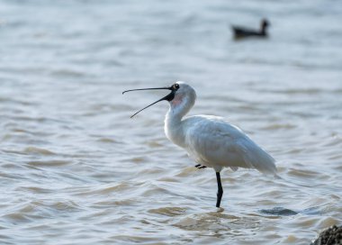 Shenzhen, Çin 'deki Waterland' da Siyah Yüzlü Spoonbill.