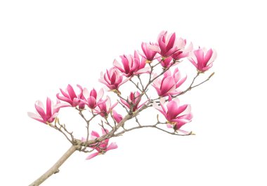 Manolya çiçeği bahar dalı beyaz arkaplanda izole
