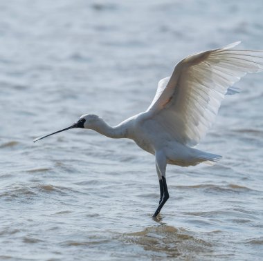 Shenzhen, Çin 'deki Waterland' da Siyah Yüzlü Spoonbill.