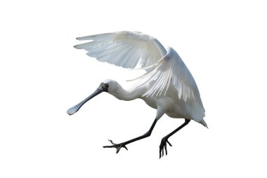 Siyah yüzlü Spoonbill beyaz arkaplanda izole edildi