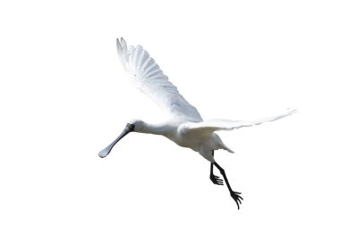 Siyah yüzlü Spoonbill beyaz arkaplanda izole edildi