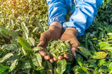 Çay tarlasında çalışan bir işçi. Çay yaprakları gösteren kadın