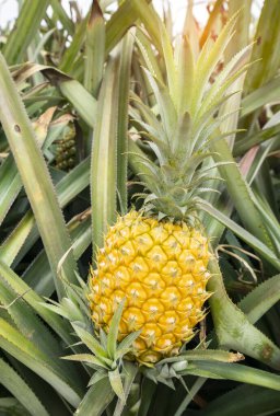 Çiftlikteki ananas meyvesi