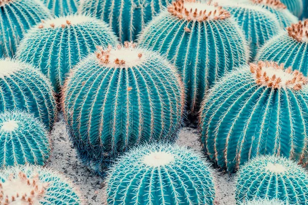 Natural Background Cactus Close — Stock Photo, Image