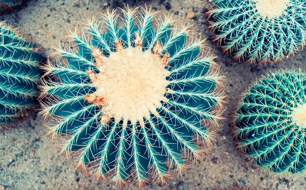 Natural Background Cactus Close — Stock Photo, Image