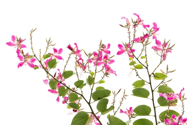 Bunga Anggrek Hong Kong Atau Bauhinia Dengan Daun Hijau Terisolasi — Stok Foto