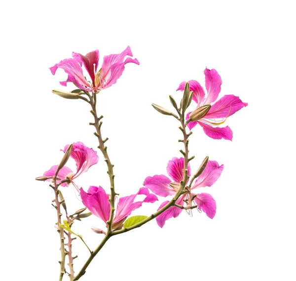 Closeup Flor Orquídea Hong Kong Bauhinia Com Uma Licença Verde — Fotografia de Stock