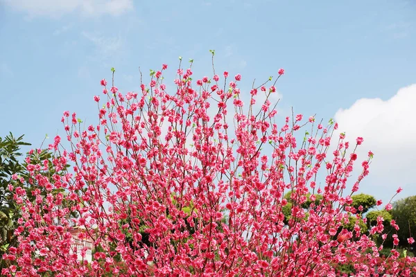 Artificial Peach Blossoms Branchartificial Peach Blossoms Branch — Stock Photo, Image