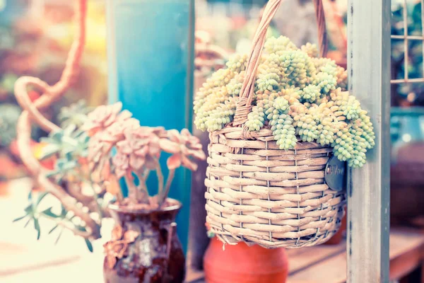 Succulent Plant Basket Hang Garden Background — Stock Photo, Image