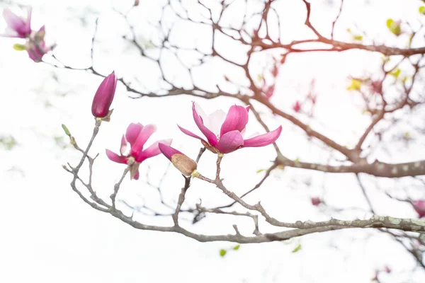 pink magnolia flowers isolated on white background