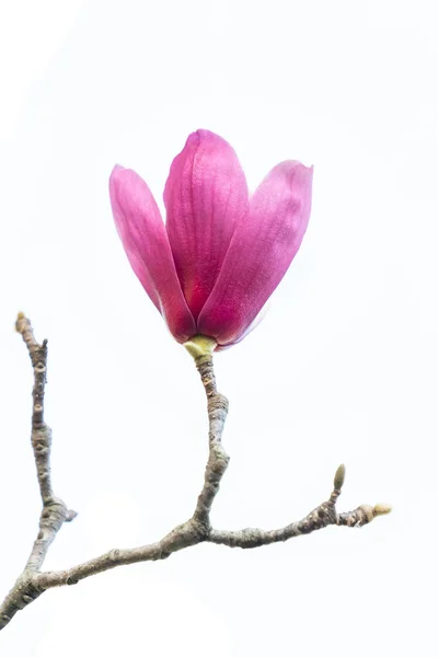 Pink Magnolia Flowers Isolated White Background — Stock Photo, Image