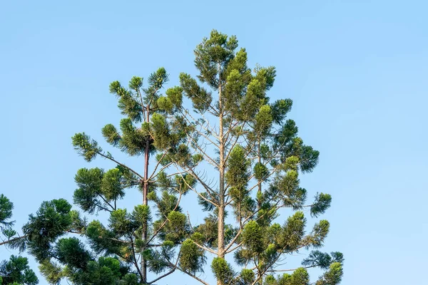 Abetos Pinheiros Fundo Céu Azul — Fotografia de Stock