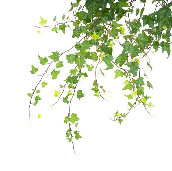 Ivy Isolated White Background — Stock Photo, Image