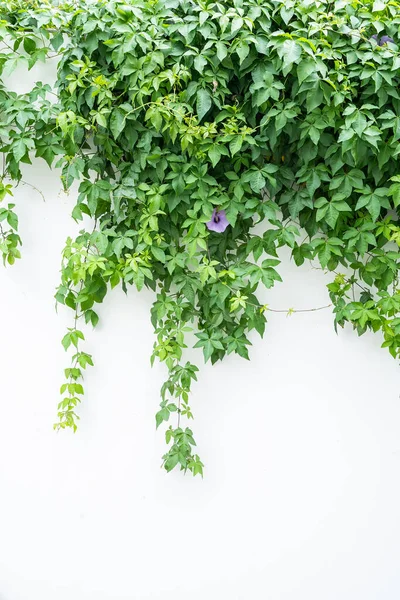 Närbild Blå Morgon Härlighet Blomma Med Gröna Blad Isolerad Vit — Stockfoto