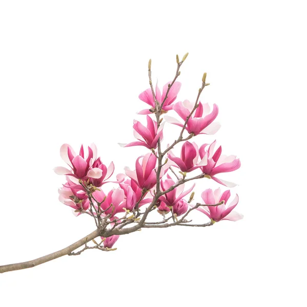 Magnolia Blomma Våren Gren Isolerad Vit Bakgrund — Stockfoto