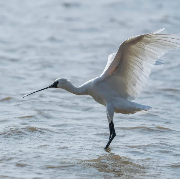 Shenzhen, Çin 'deki Waterland' da Siyah Yüzlü Spoonbill.