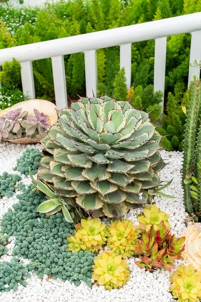 bahçedeki agave yaprakları