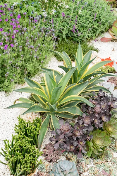 Agave Plant Leaves Garden — Stock Photo, Image