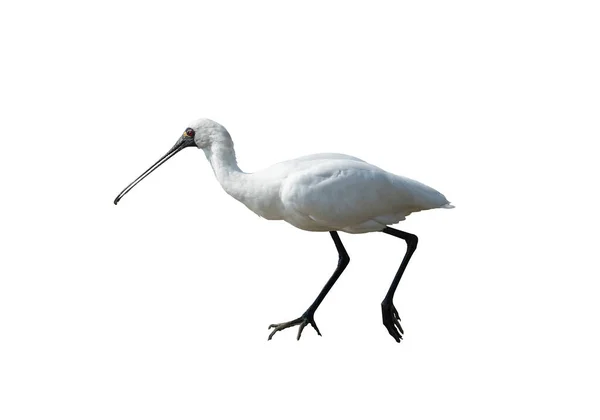 Μαύρο Spoonbill Απομονωμένο Λευκό Φόντο — Φωτογραφία Αρχείου