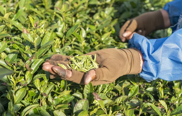 Çay tarlasında çalışan bir işçi. Çay yaprakları gösteren kadın