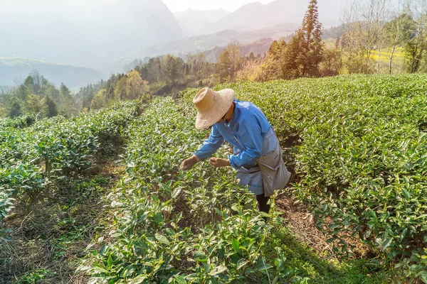 女性労働者が茶畑でお茶を摘んでいます — ストック写真