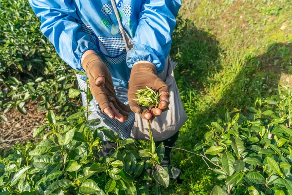 Çay tarlasında çalışan bir işçi. Çay yaprakları gösteren kadın