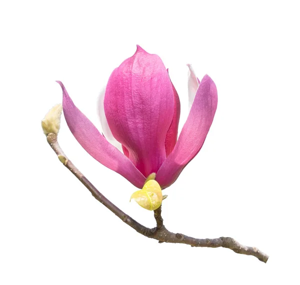 Magnolia Geïsoleerd Witte Achtergrond — Stockfoto