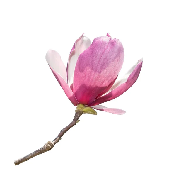 Magnolia Isolerad Vit Bakgrund — Stockfoto