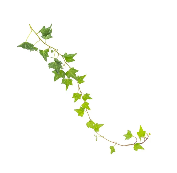 Grön Murgröna Isolerad Vit Bakgrund — Stockfoto