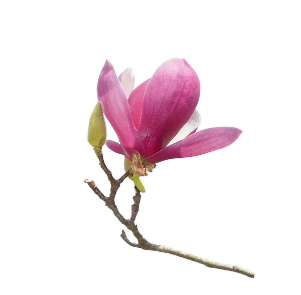 Magnolia Απομονωμένη Λευκό Φόντο — Φωτογραφία Αρχείου