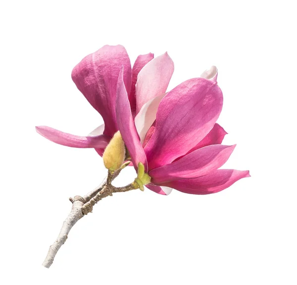 Magnolia Isolata Sfondo Bianco — Foto Stock