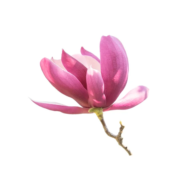 Magnolia Geïsoleerd Witte Achtergrond — Stockfoto