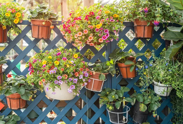Coloridas Flores Petunia Colgando Con Valla —  Fotos de Stock