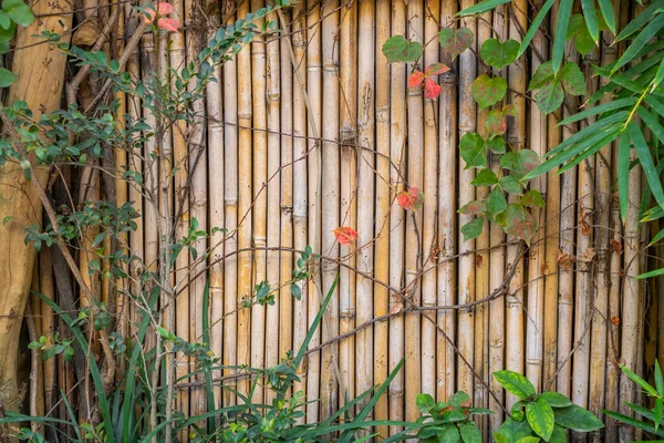 Mur Bambou Clôture Bambou Sec Comme Fond — Photo