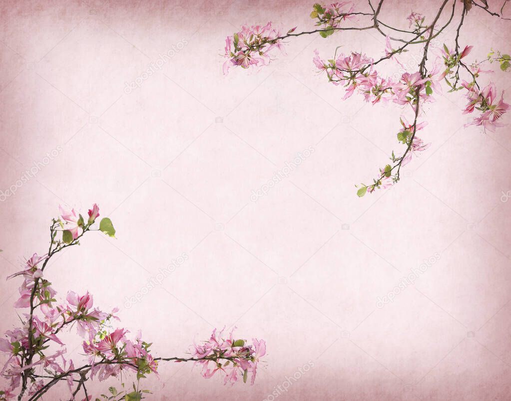 Hong Kong Orchid or Bauhinia flowers on old paper background