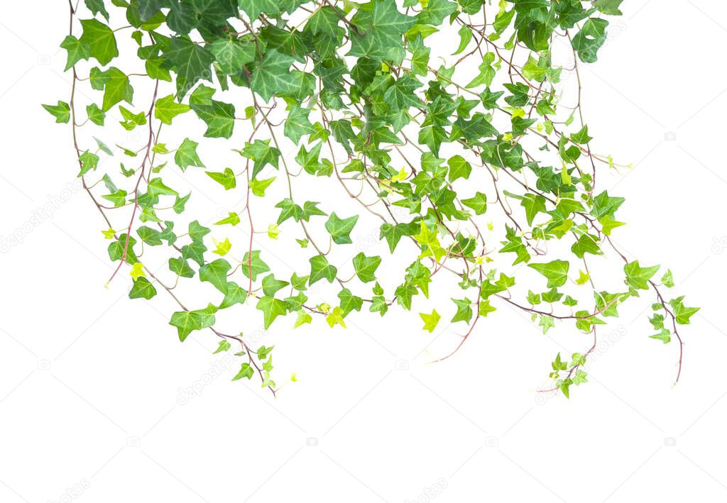 ivy isolated on a white background.