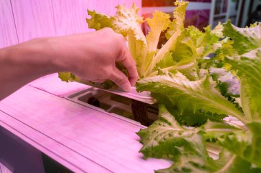 LED Light Indoor çiftliği, Tarım Teknolojisi ile birlikte organik hidrofonik sebze yetiştiren çiftçiler