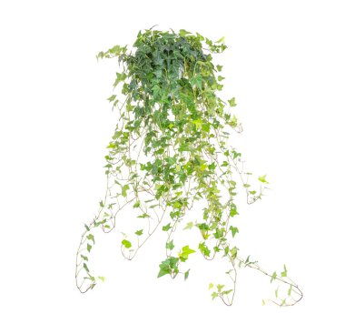 sarmaşık yaprakları beyaz arkaplanda izole edilmiş