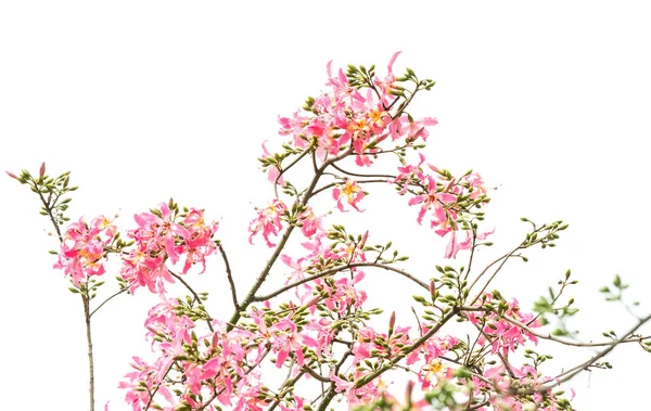 Seda Flor Del Árbol Hilo Seda Aislado Sobre Fondo Blanco — Foto de Stock