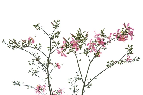Silk Floss Tree Flower Isolated White Background — Stock Photo, Image