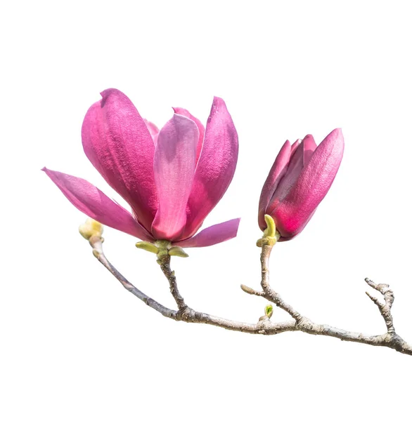 Magnolia Bloem Voorjaar Tak Geïsoleerd Witte Achtergrond — Stockfoto