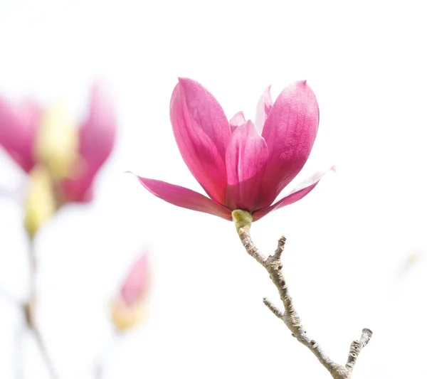 สาขา Magnolia แยกก นบนพ นหล ขาว — ภาพถ่ายสต็อก
