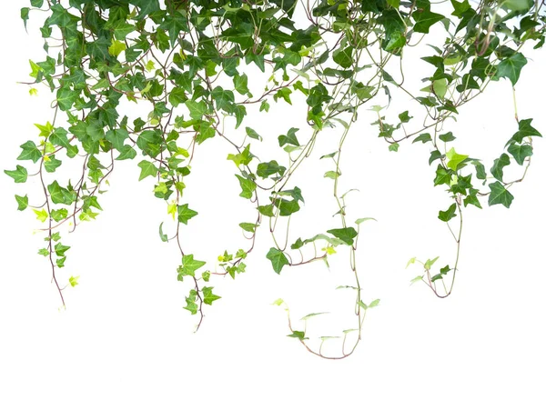 Feuilles Lierre Isolées Sur Fond Blanc — Photo