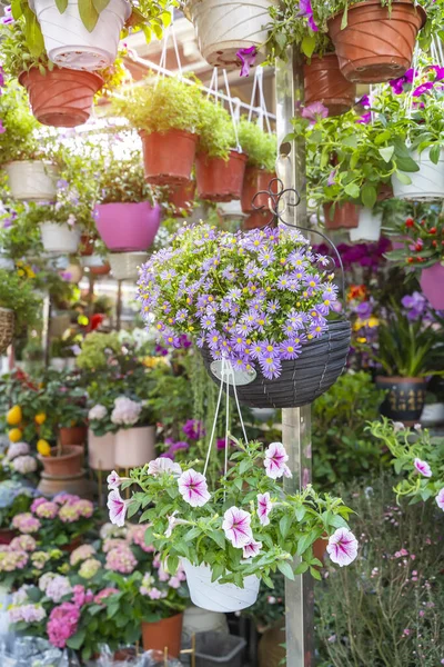 Barevné Petúnie Květiny Visí Zahradě — Stock fotografie