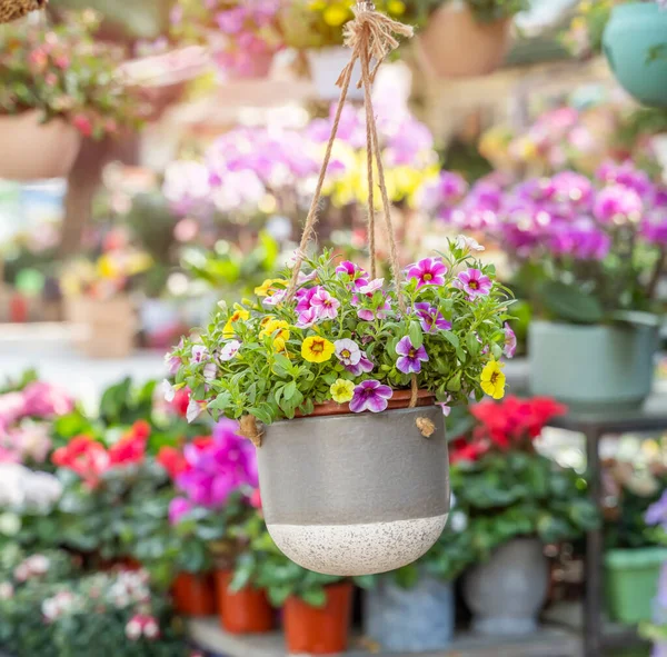 Kleurrijke Petunia Bloemen Opknoping Tuin — Stockfoto