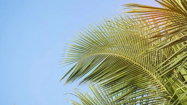 Zelené Palmy Proti Obloze — Stock fotografie