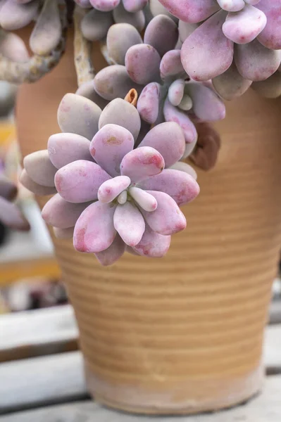 Miniature Succulent Plants Planter — Stock Photo, Image