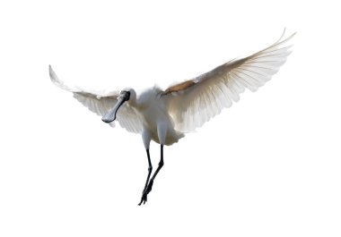 Siyah yüzlü Spoonbill beyaz arkaplanda izole edildi